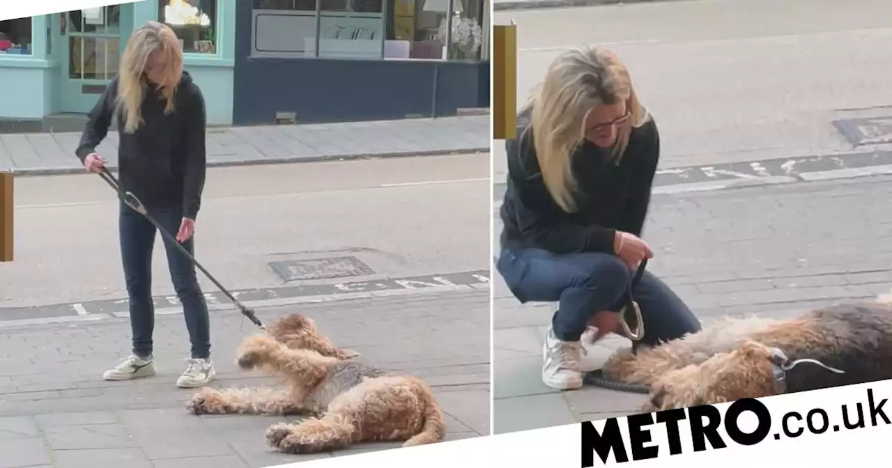 Dog refuses to walk past pub without going in for a pint