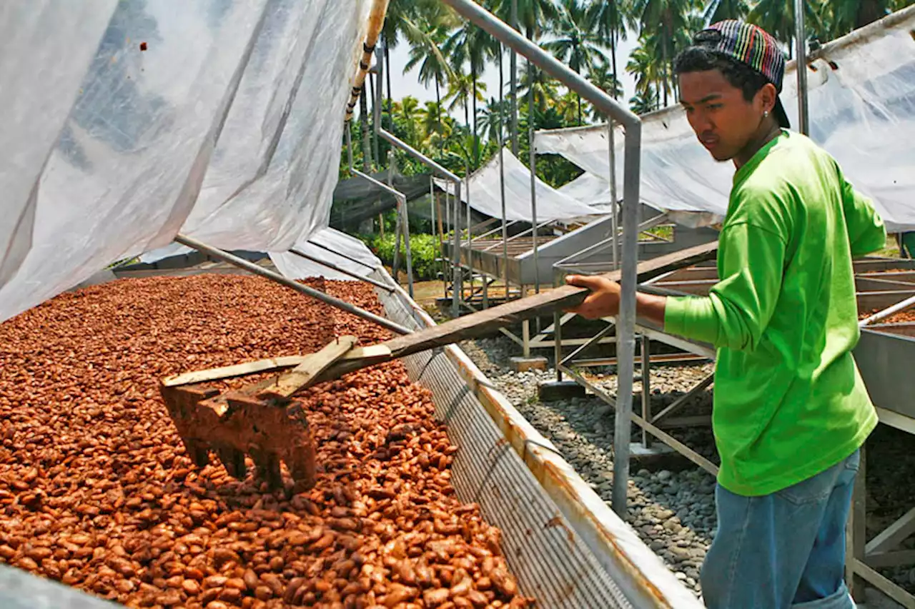 3 cacao farmers from Davao to compete in Paris