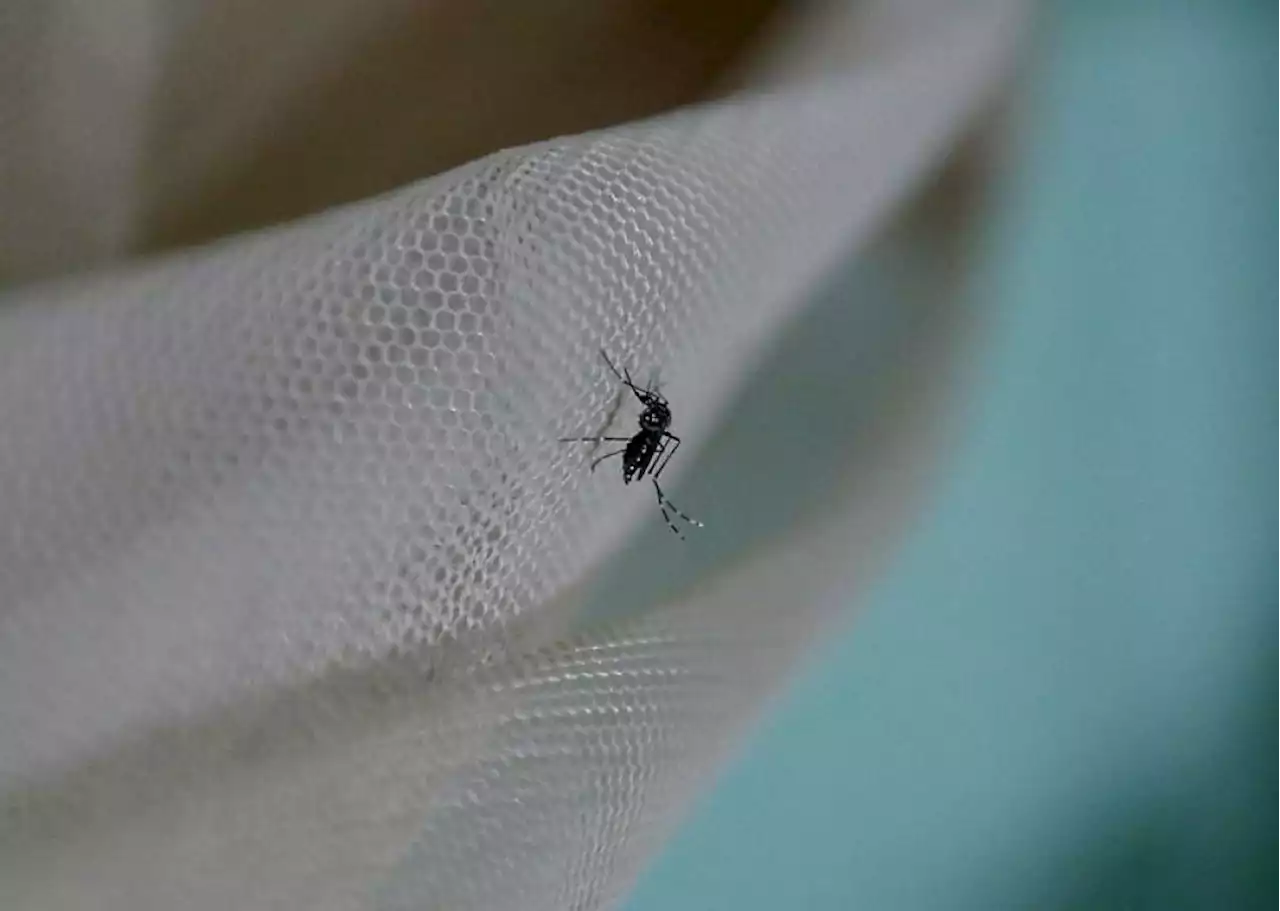 Dengue cases rise by 7.9%, 3 deaths recorded | The Malaysian Insight