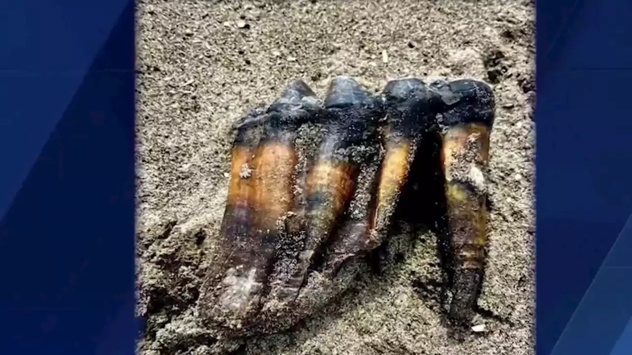 ‘An Extremely Important Find': Ancient Mastodon Tooth Found on Calif. Beach