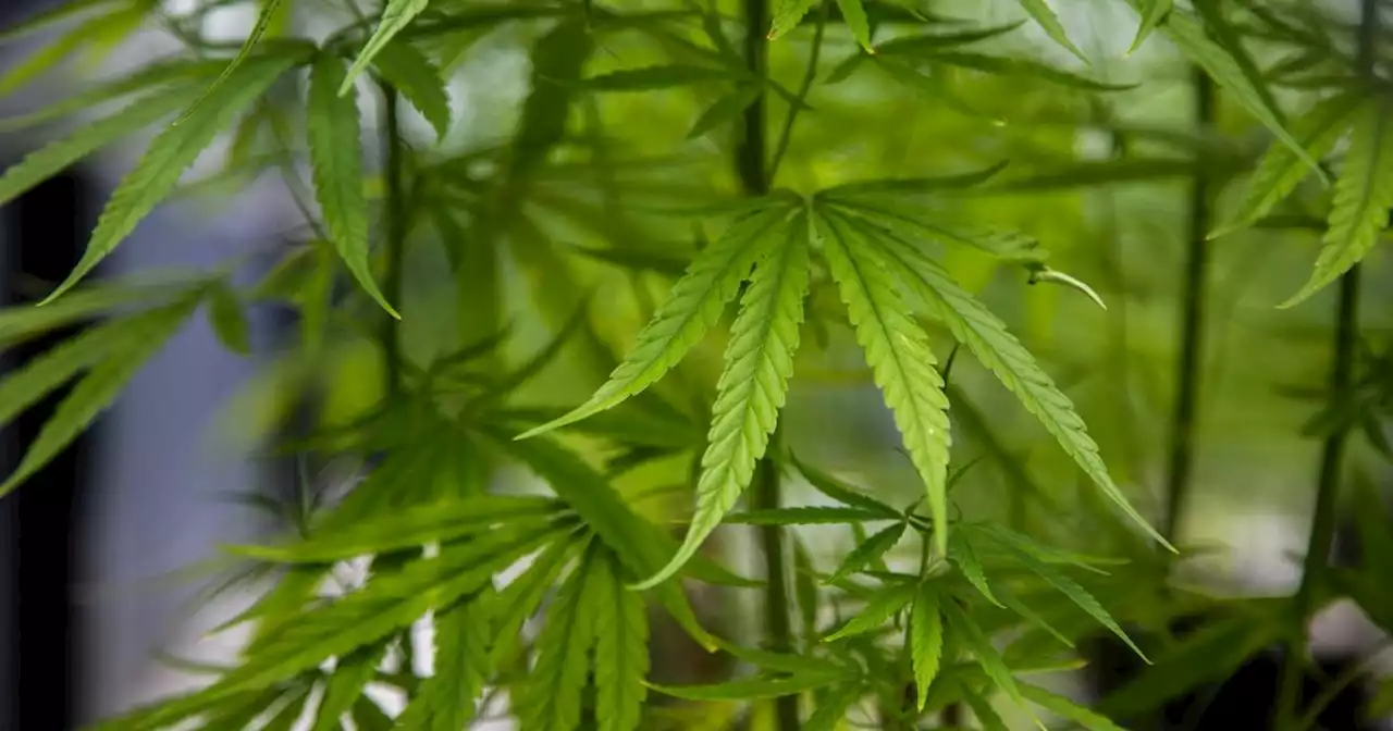 Police find cannabis plants growing at two addresses in Nottinghamshire town