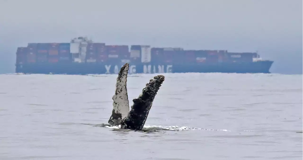 Two more dead humpback whales spotted off coasts of New York, New Jersey