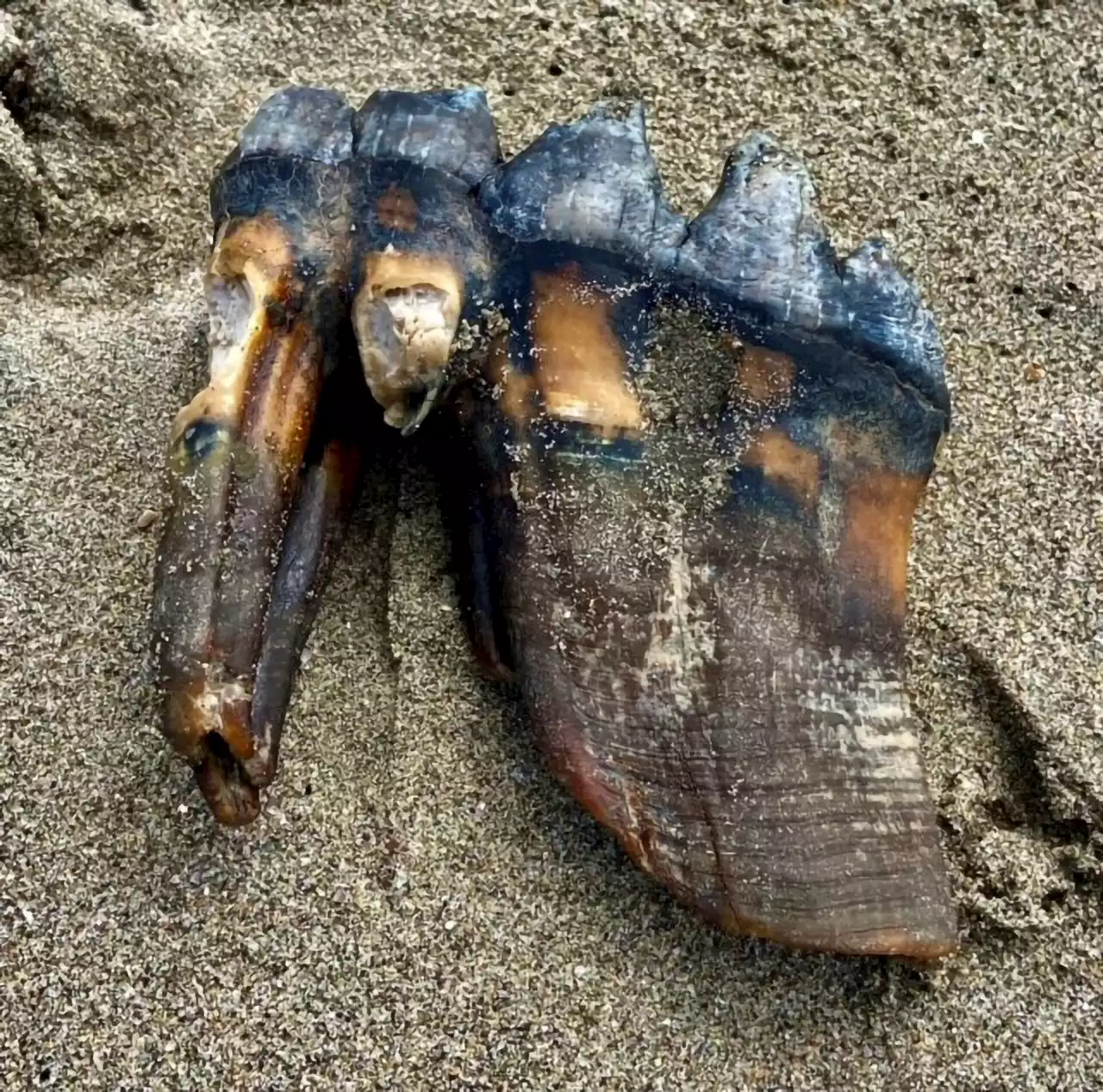 Woman walking on California beach finds ancient mastodon tooth