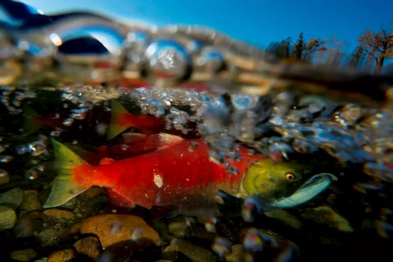 B.C. to invest $17 million on science, Indigenous knowledge to restore Pacific salmon