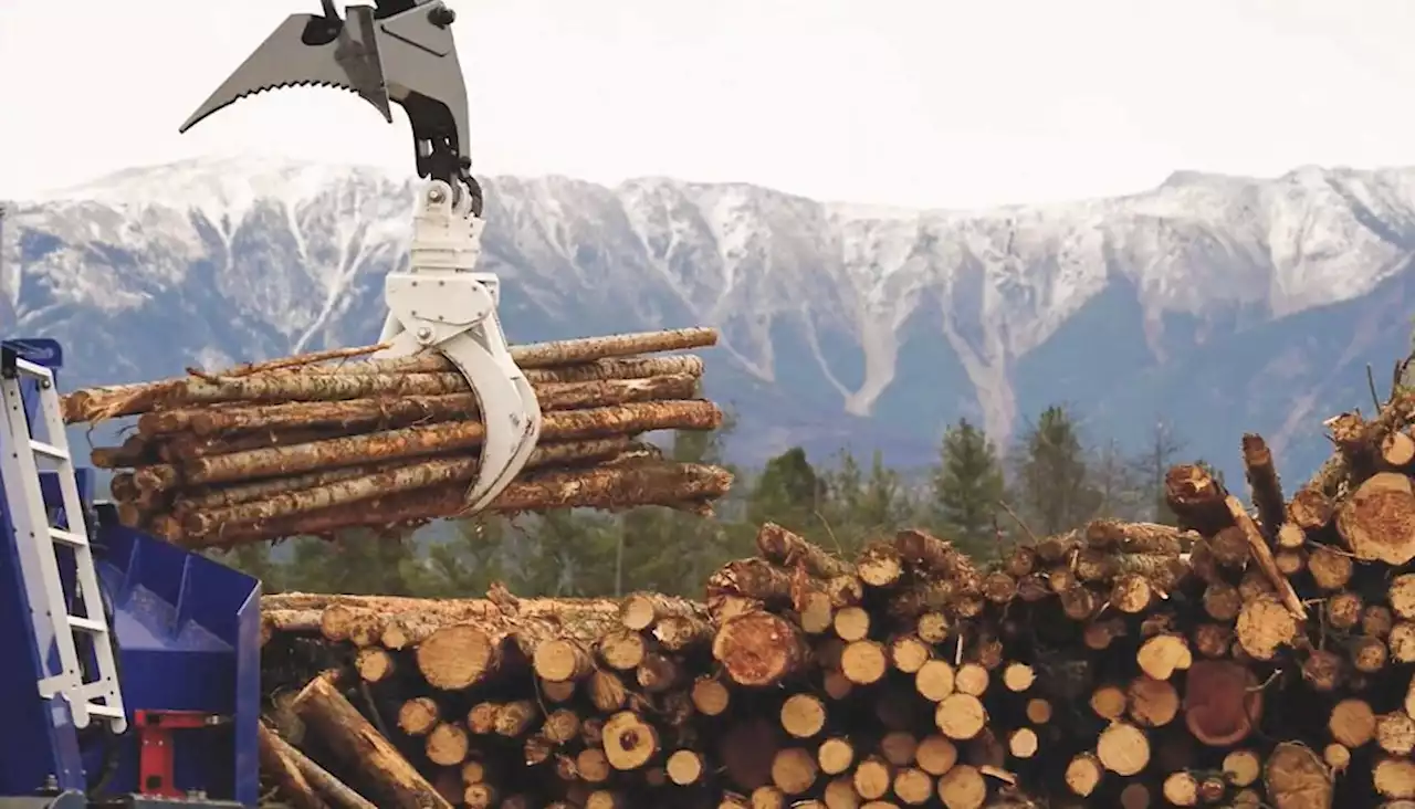 Canadian forestry execs deny overseas control, but government documents tell a different story