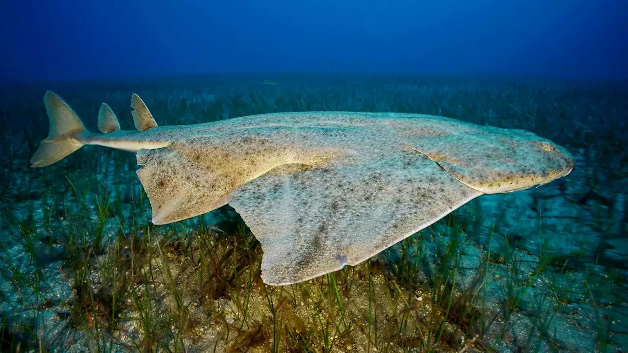 This fake beach is a magnet for tourists—and peaceful endangered sharks