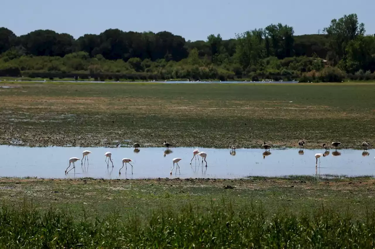 Diputados alemanes visitarán España para interesarse por la situación de Doñana