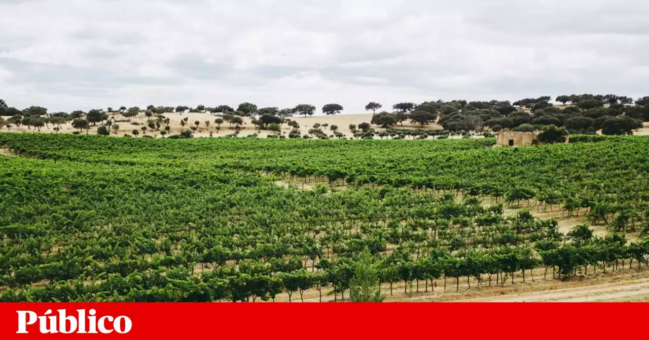 CCB acolhe festa com mais de 450 dos melhores vinhos do Alentejo