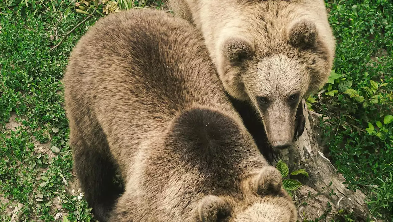 Trentino, trovato un orso morto a Casteller. Intanto Oipa presenta la proposta di trasferimento in Romania per JJ4