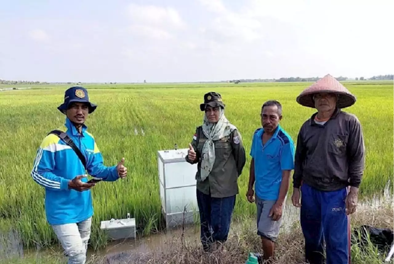 Demplot CSA, Lahan Pertanian Sumsel Berupaya Tekan Emisi Gas Rumah Kaca |Republika Online