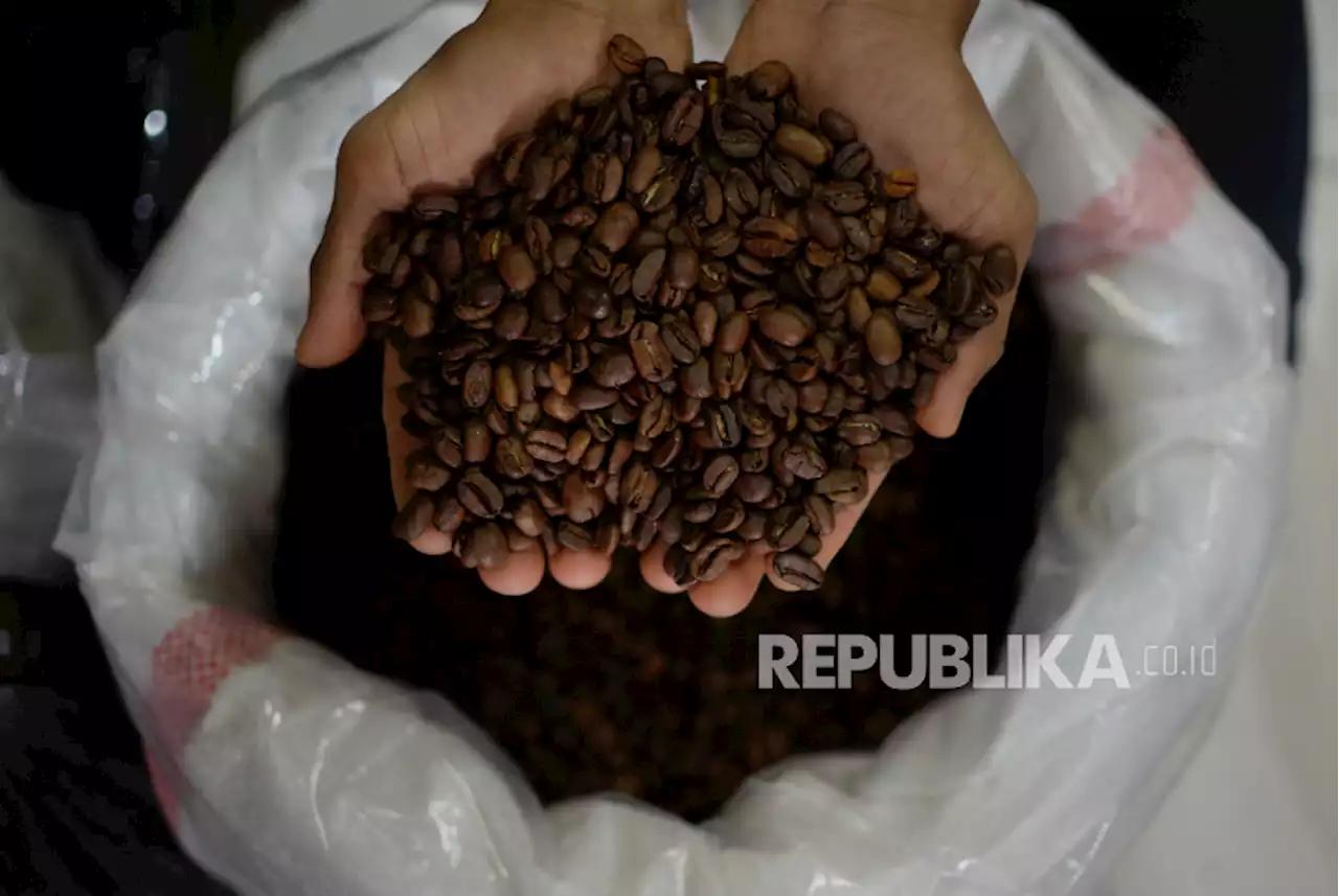 Harga Biji Kopi Robusta Lampung Melonjak |Republika Online