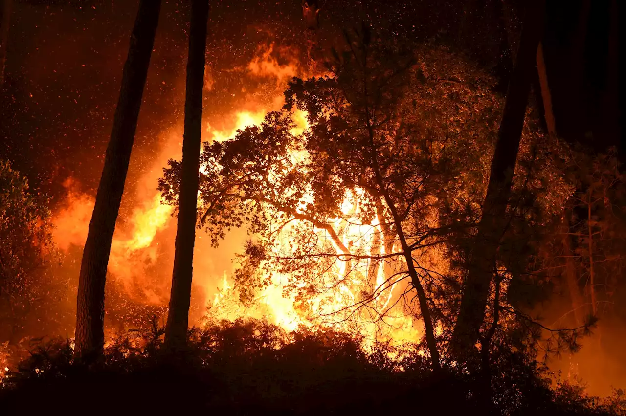 Météo en France : comment fonctionne la météo des forêts ?