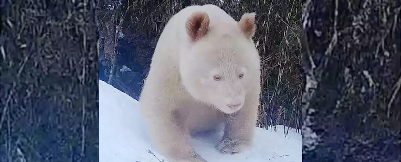 Unique Albino Panda Spotted in China, Sans Eye Mask