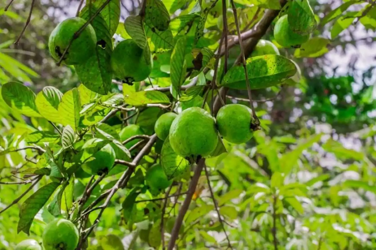 10 Penyakit yang Bisa Disembuhkan dengan Daun Jambu Biji, dari Diare hingga Turunkan Kolesterol