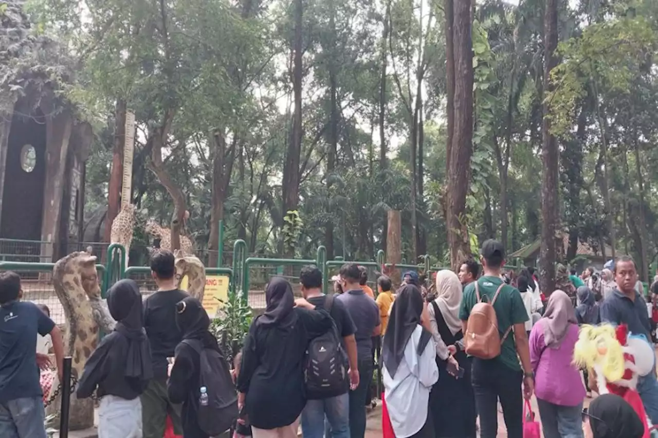 Liburan Panjang, 16 Ribu Lebih Pengunjung Serbu Kebun Binatang Ragunan