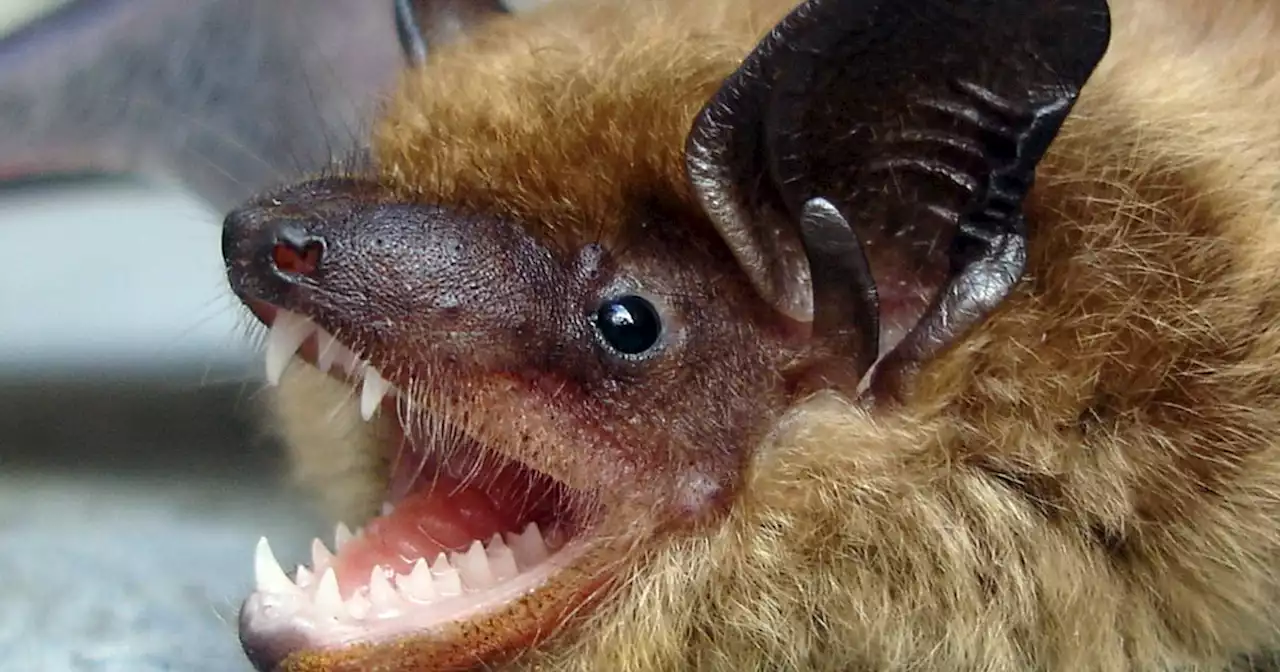 Bat tests positive for rabies in Salt Lake County