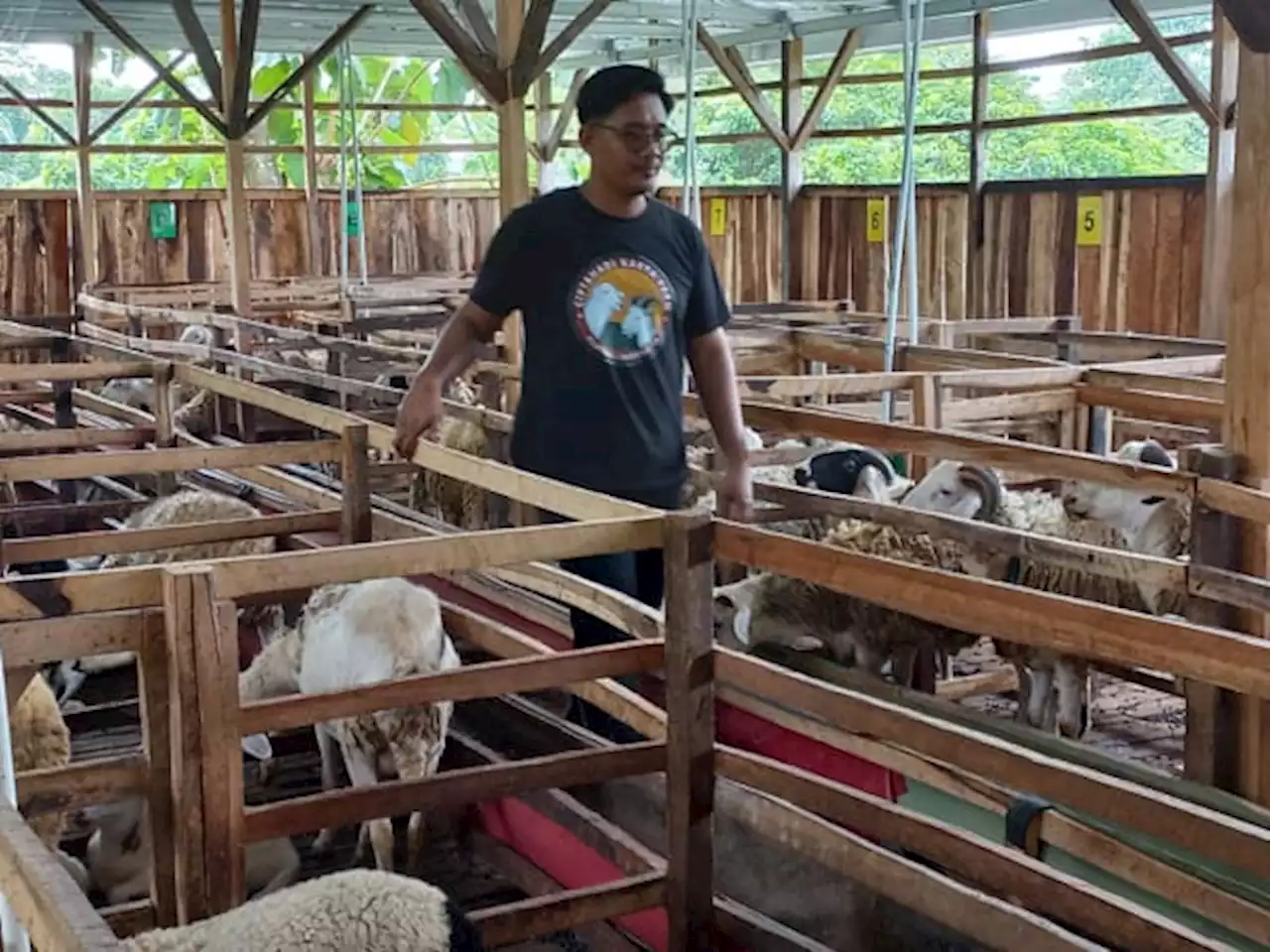 5 Tahun Kerja di BUMN, Pemuda Klaten Ini Pilih Keluar dan Jadi Peternak Kambing