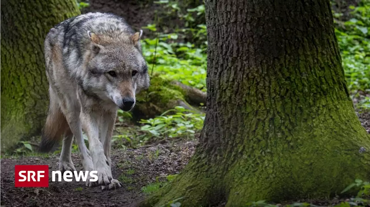 Revidierte Jagdverordnung - Bundesrat erleichtert das Abschiessen von Wölfen