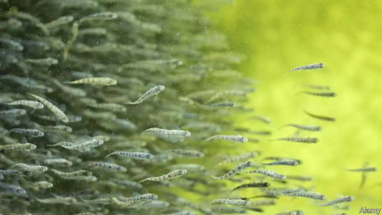 The future of fish farming is on land