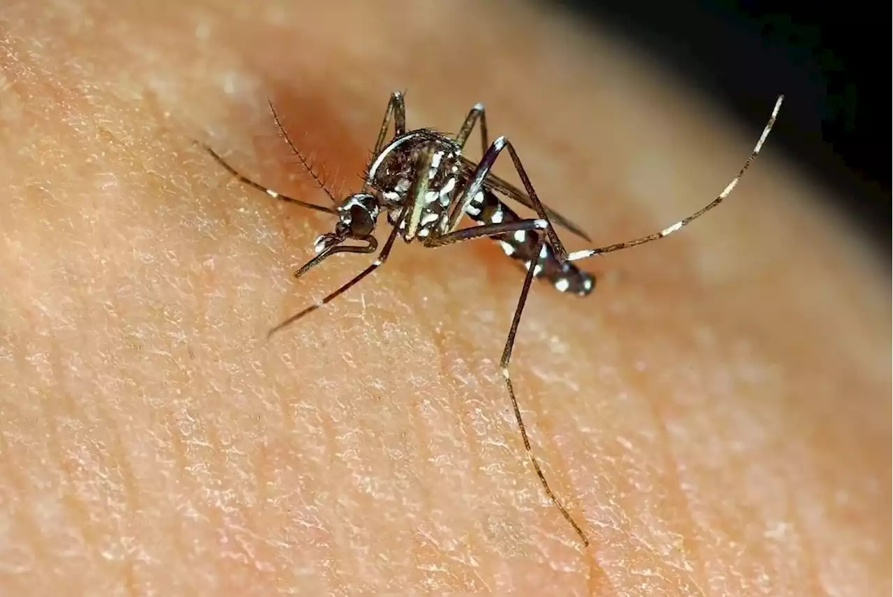 Are you a mosquito magnet? The answer may lie in your soap and how you breathe