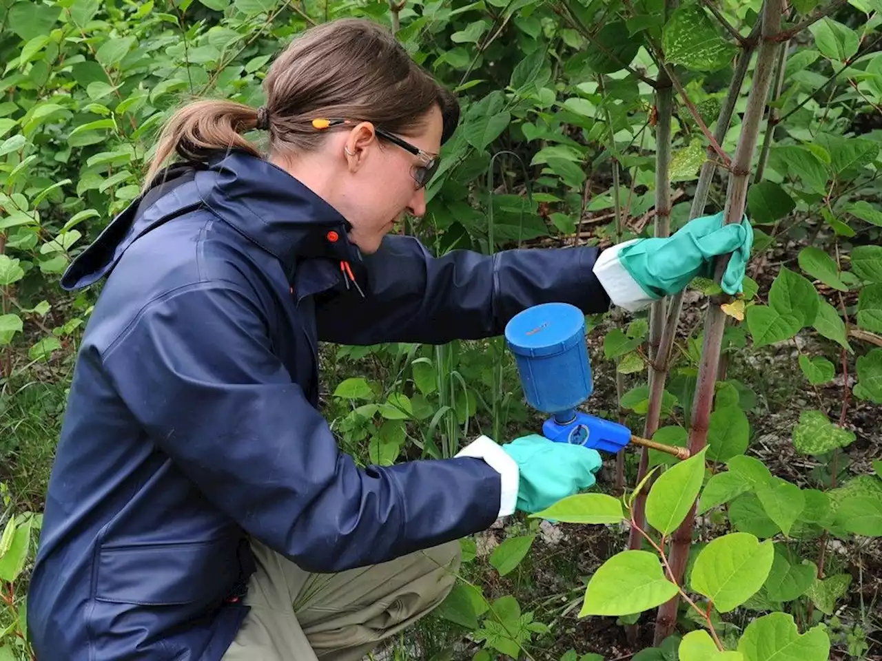 Metro Vancouver steps up its war on invasive species