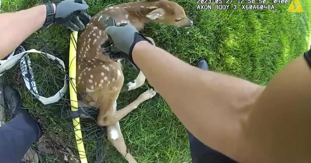 WATCH: Westlake police officer helps baby deer trapped in soccer net