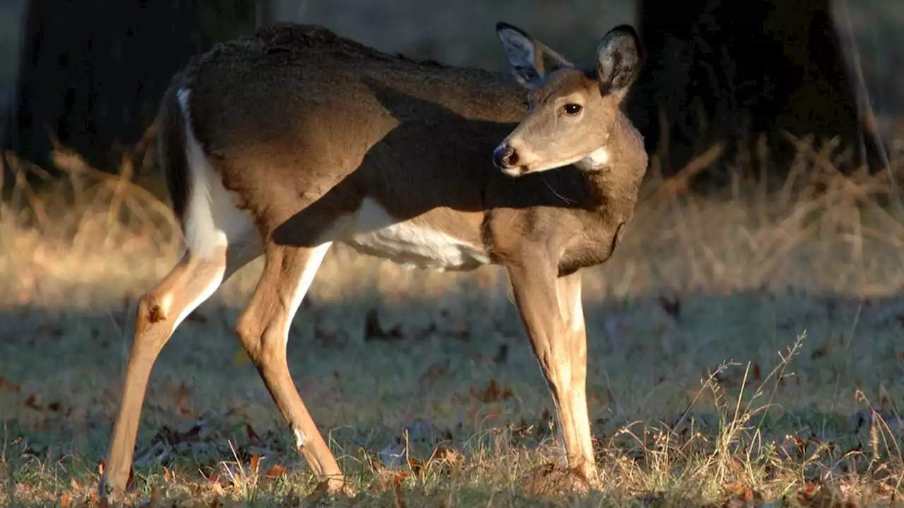 6 facing charges in connection to killing over 100 deer in poaching spree in Pennsylvania