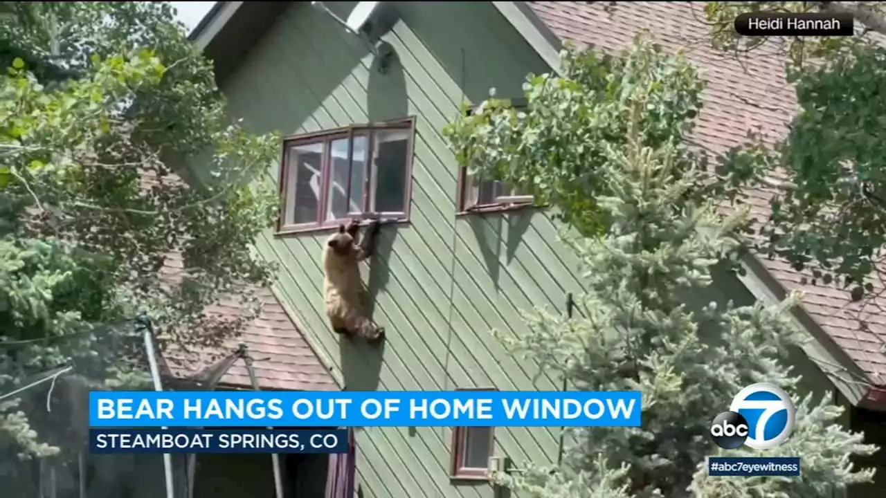 Bear hangs from 2nd-floor window, climbs into home and then eats family's pork chops