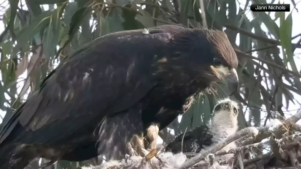 Bald eagle adopts baby hawk in California