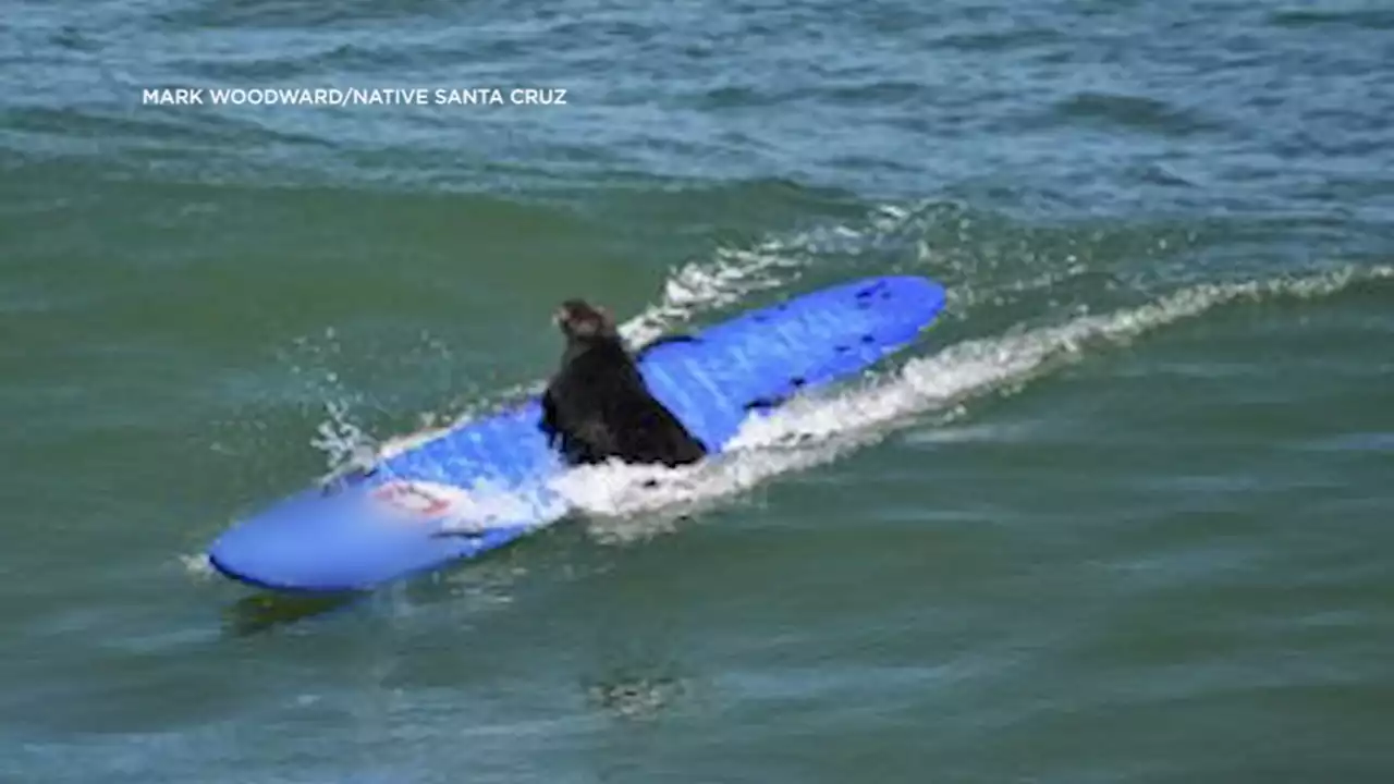 VIDEO: Sea otter checks out surfboards at Santa Cruz beach, chooses favorite