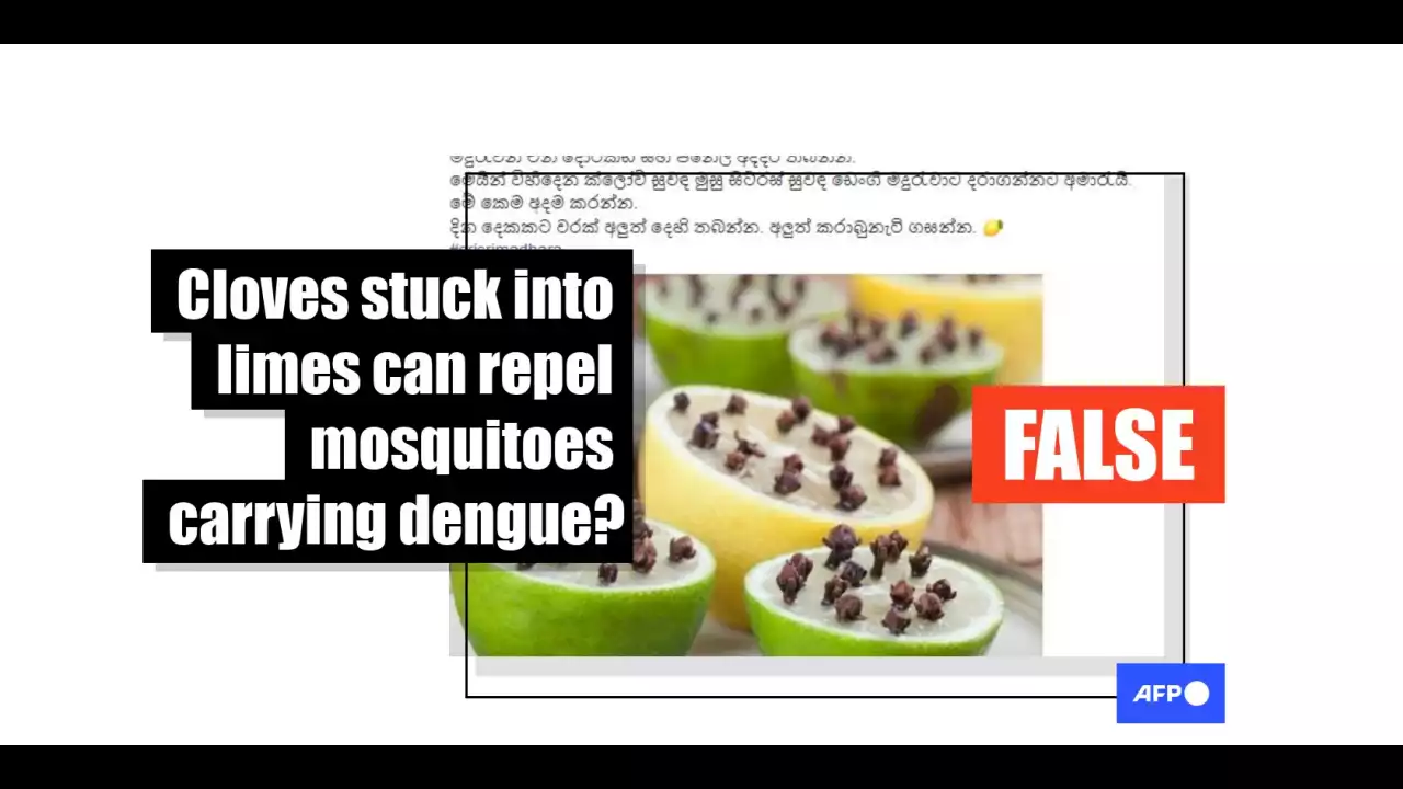 Experts rubbish claims that clove and citrus are 'effective' dengue mosquito prevention