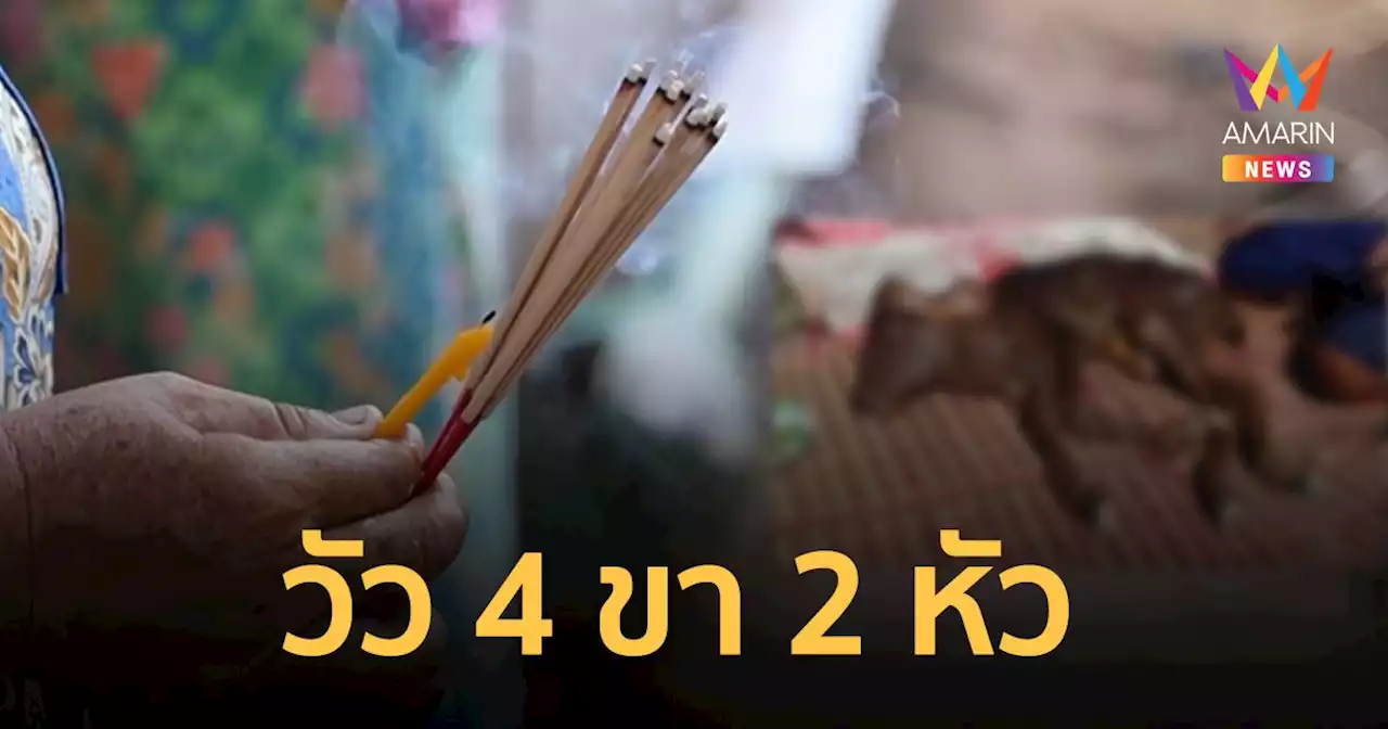 ลูกวัวประหลาด 4 ขา 2 หัว! ตาเผยความฝันสุดขนหัวลุก จนต้องรีบขอขมา