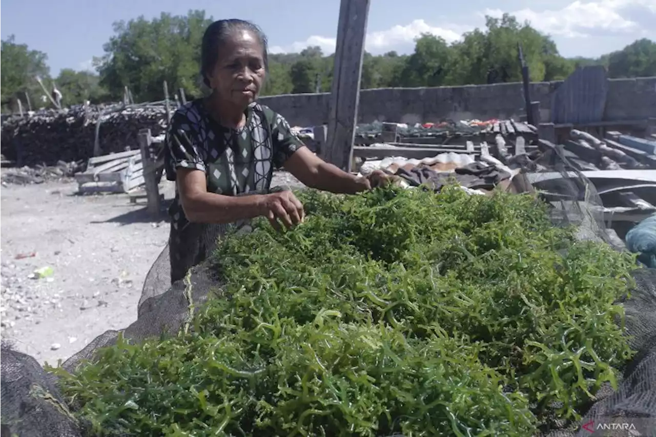 Mama-mama kawasan pesisir mengolah rumput laut jadi bahan baku sirop