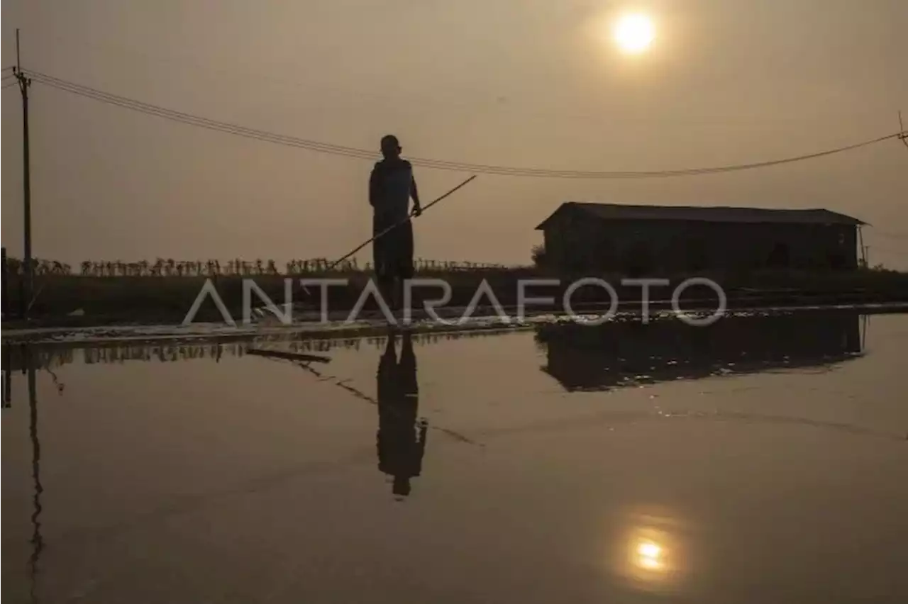 Produksi garam rakyat Cirebon belum stabil karena perubahan iklim