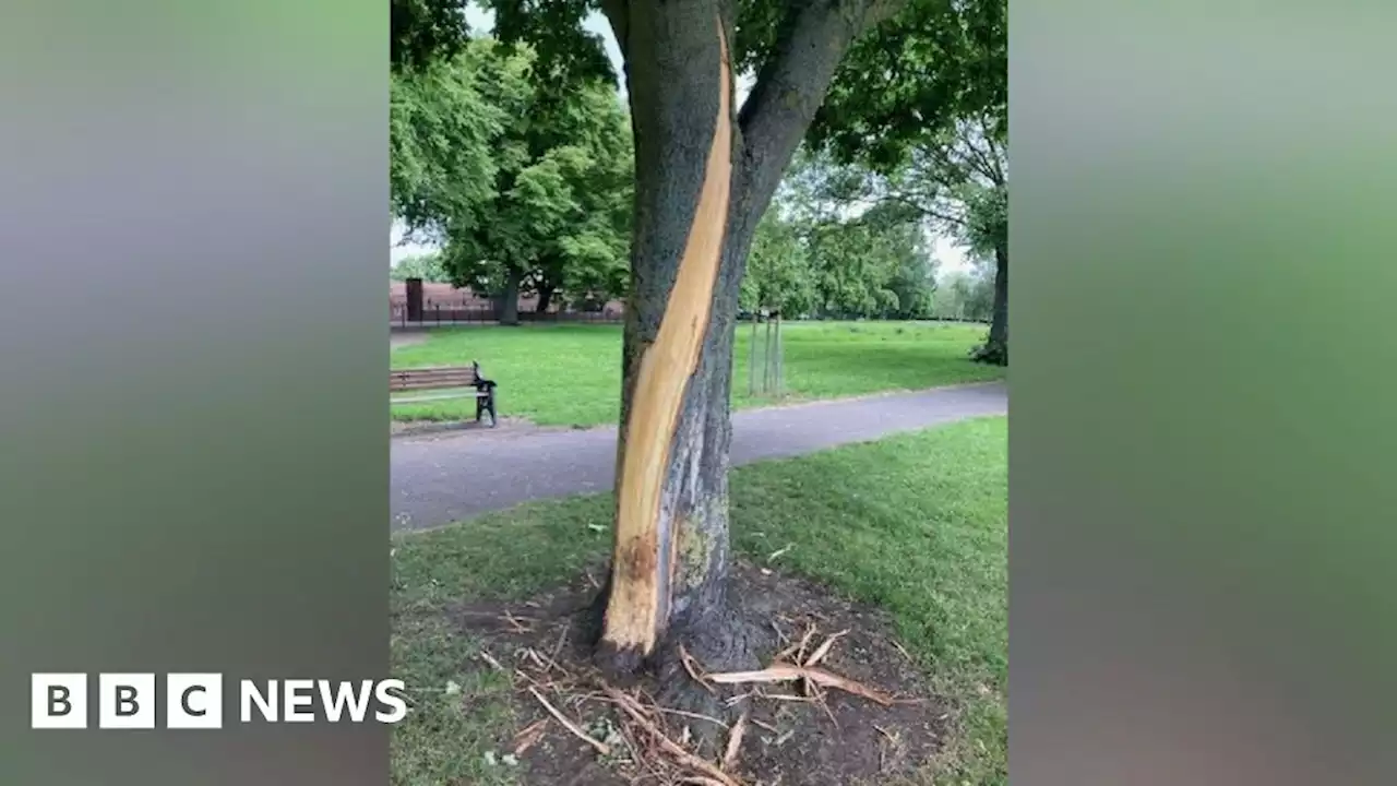 Doncaster council slams 'mindless' vandalism after trees damaged