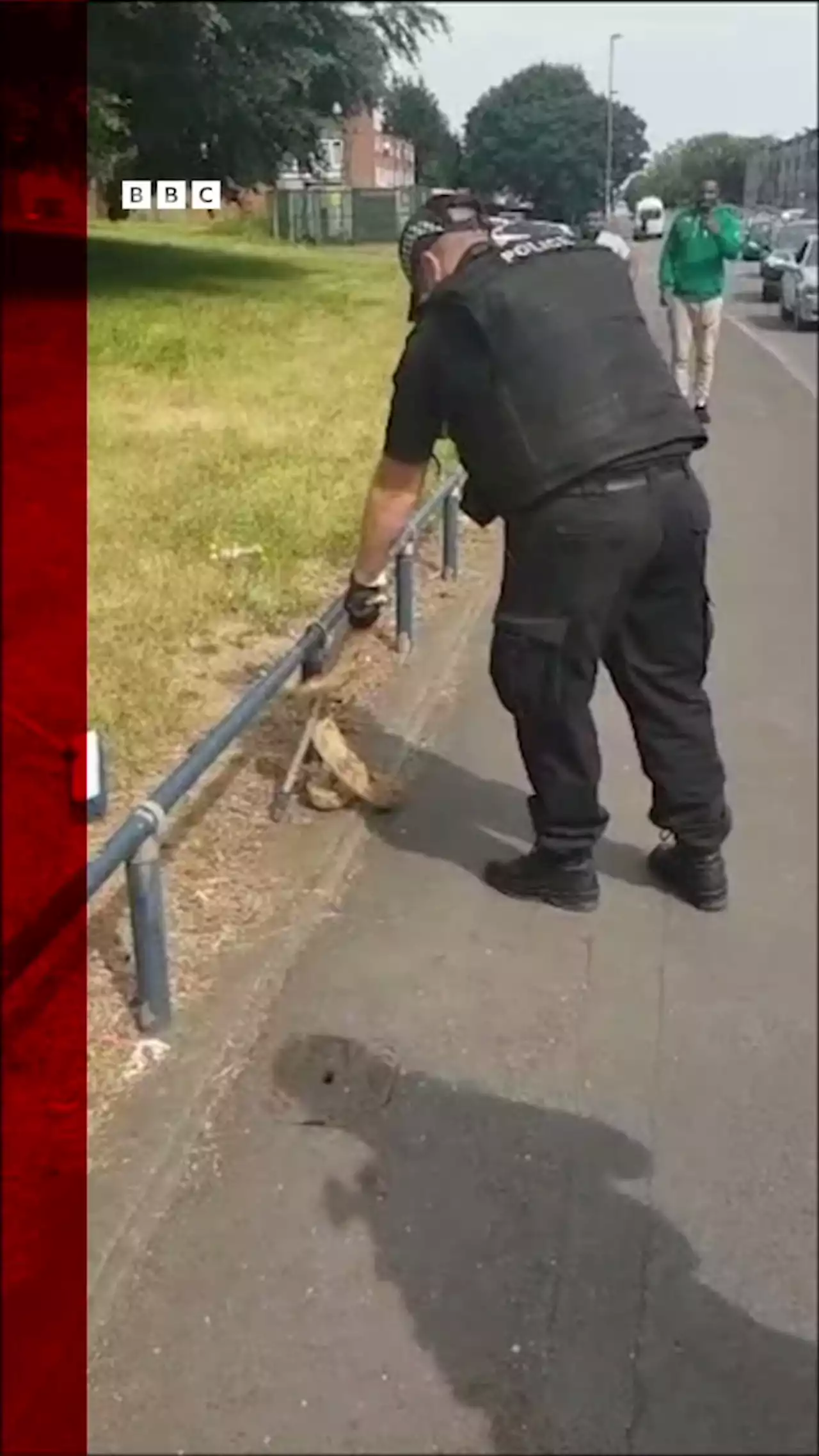 Birmingham police save 'slippery customer' boa constrictor spotted in road