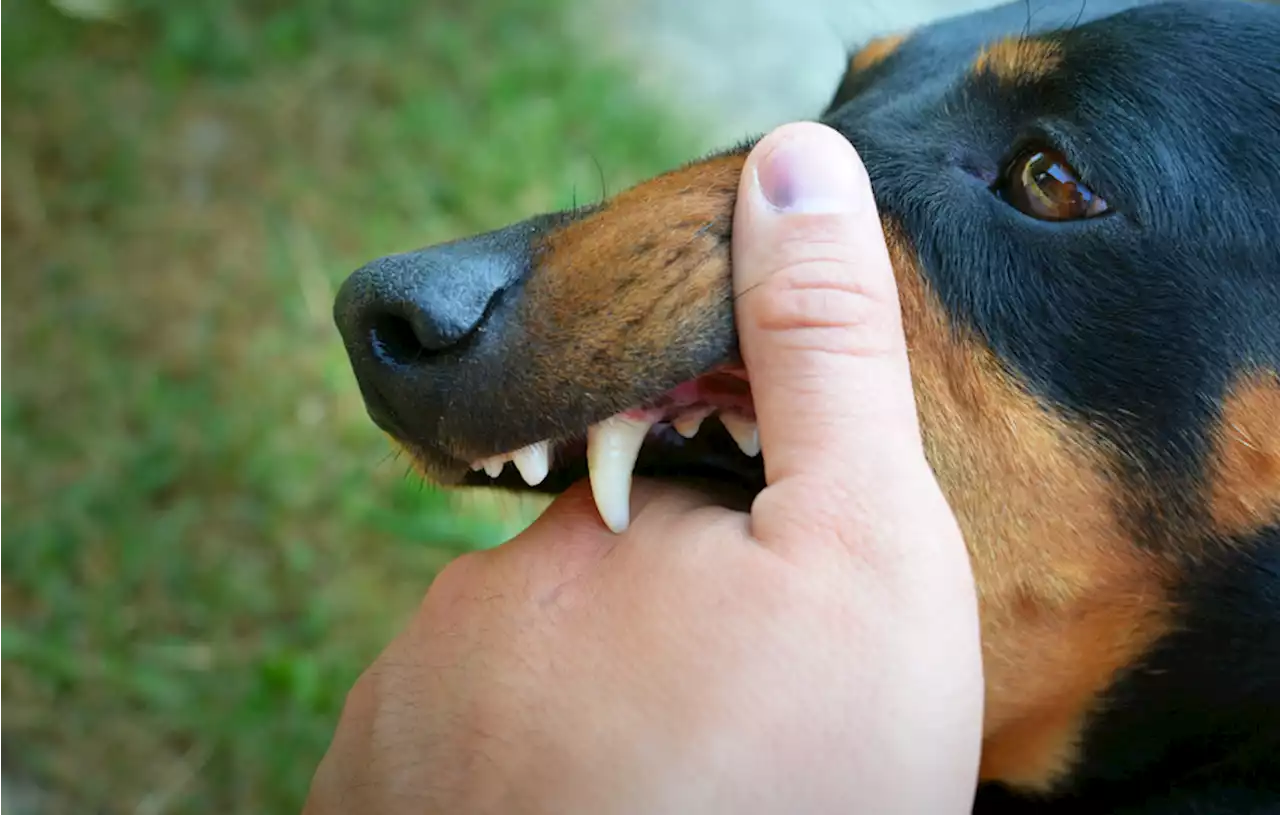 Sejarah Penyakit Rabies di Indonesia, Pertama Kali Ditemukan pada Kuda