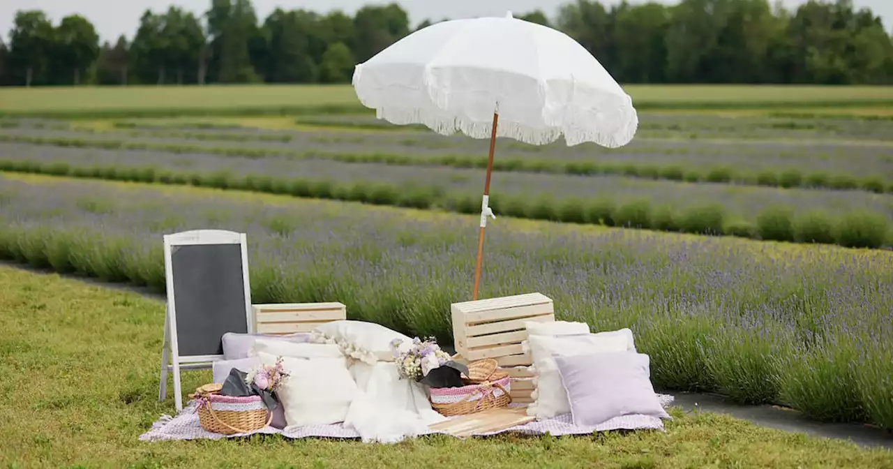 You can go for a high-tea picnic at this lavender farm north of Toronto