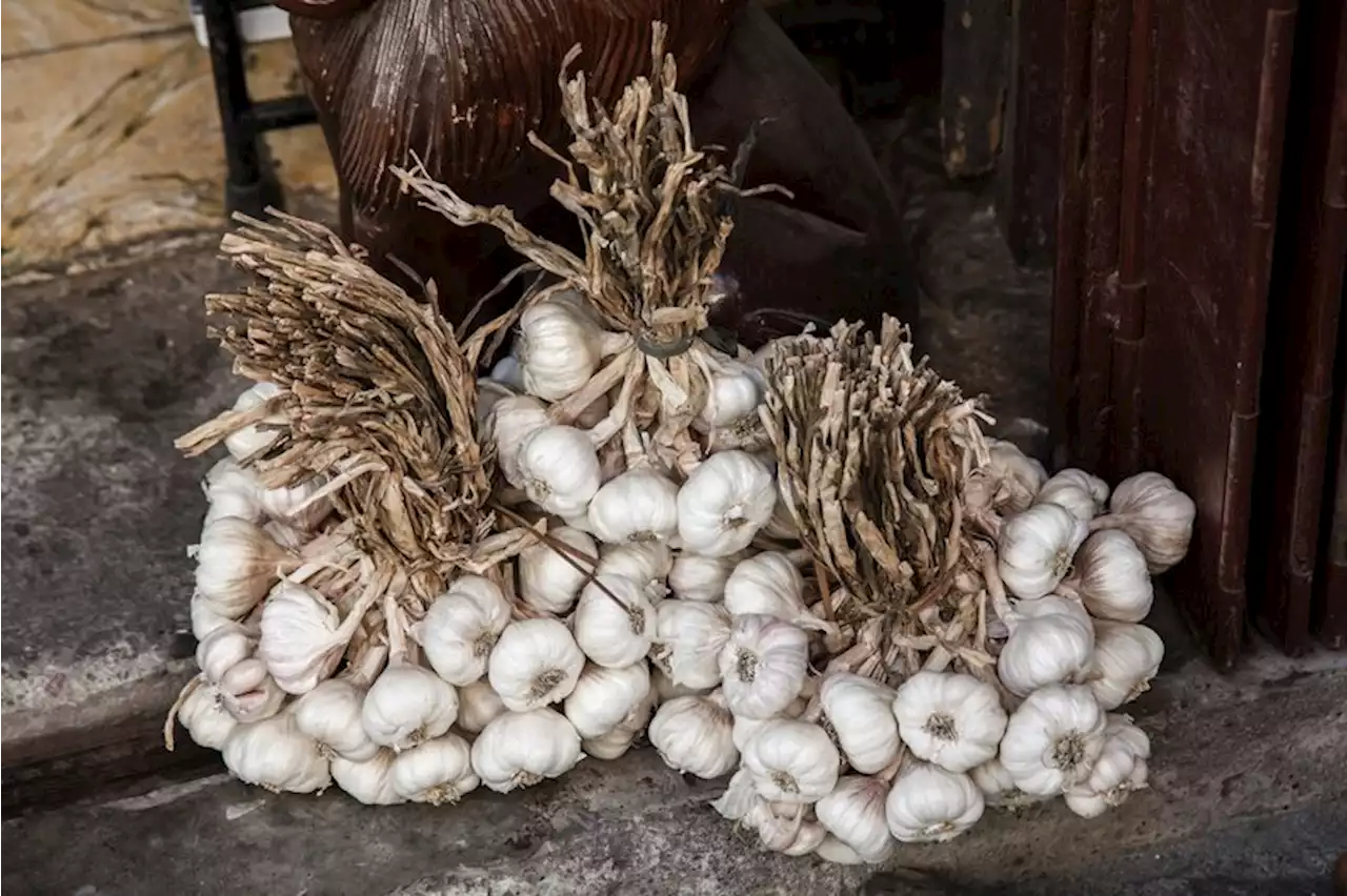 Farmers group delivers ₧1.95M worth of garlic to Pangasinan | Raadee S. Sausa