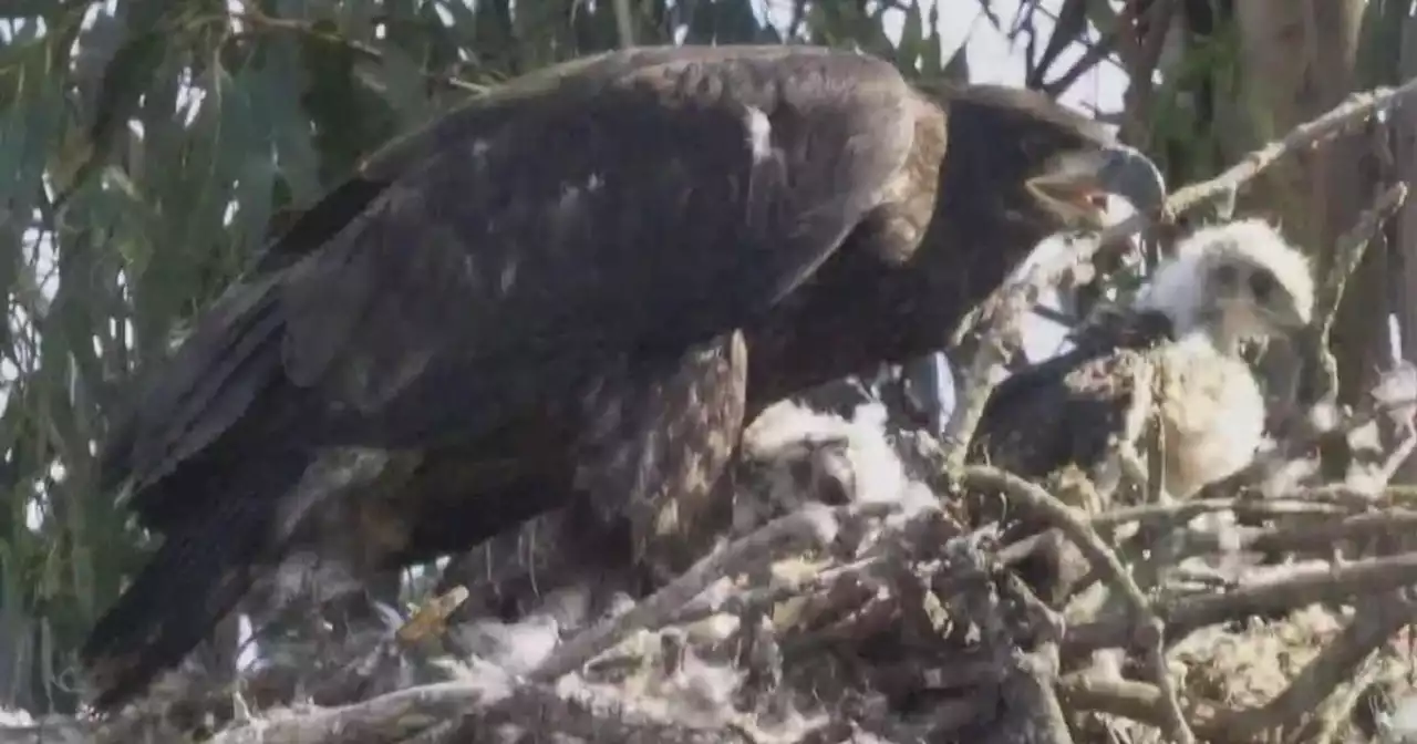 Bald eagle couple takes in baby red-tailed hawk