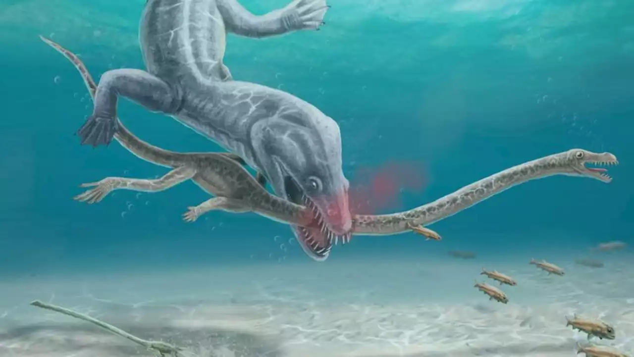 Fossils show ancient long-necked sea beast's 'gruesome' decapitation