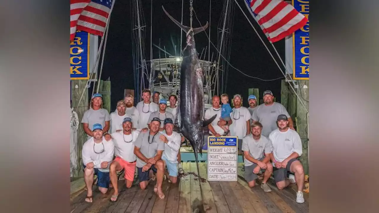 Fishing crew misses out on $3 million prize after 619-pound blue marlin disqualified because of 'mutilation' | CNN