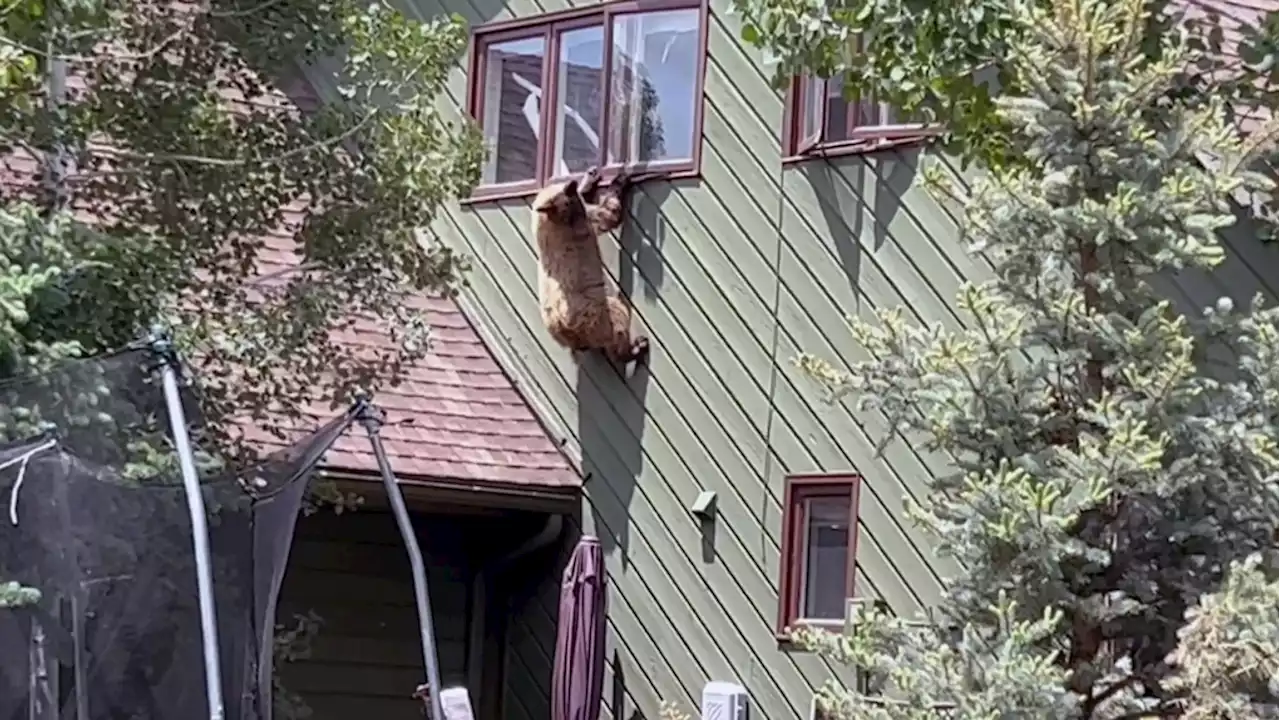 Watch: Bear dangles from second-floor window after stealing pork chop