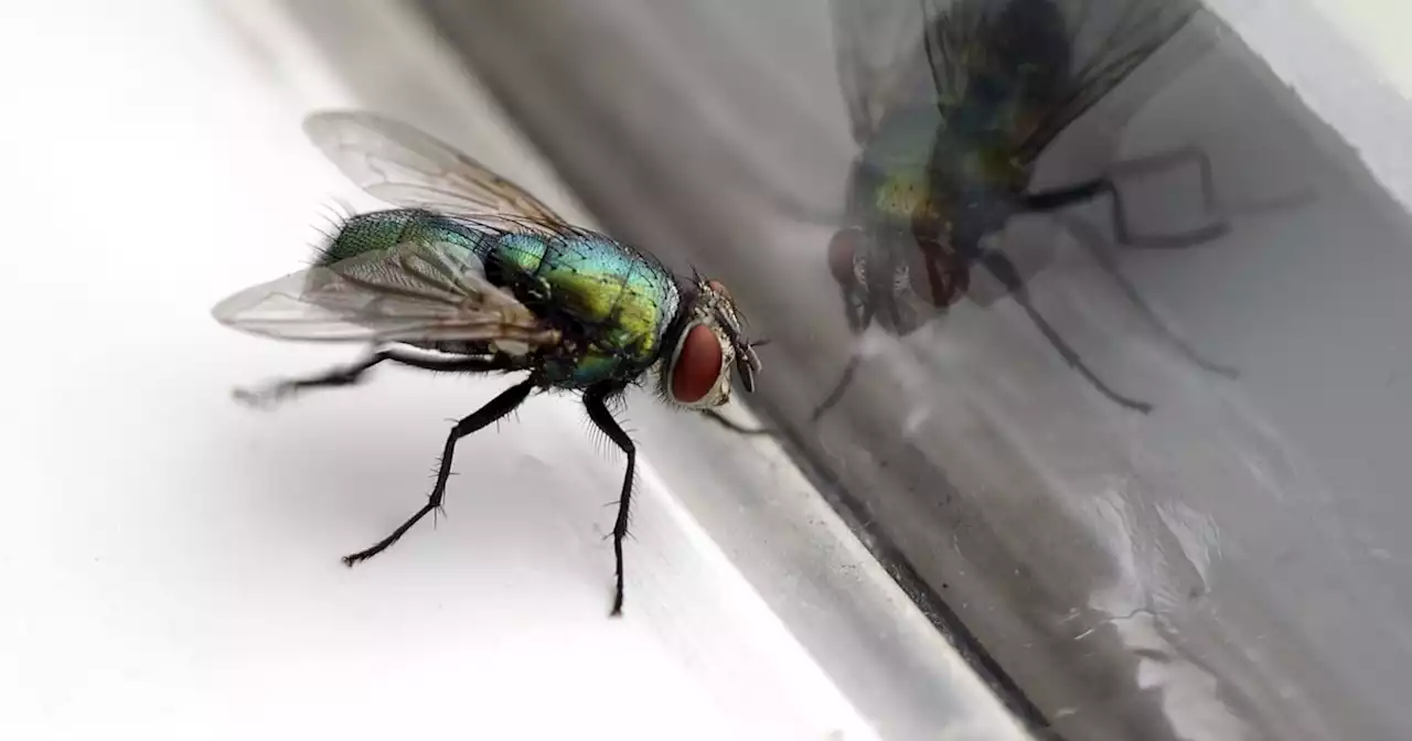 Woman 'swears by' coin hack to get rid of flies that has worked 'for years'