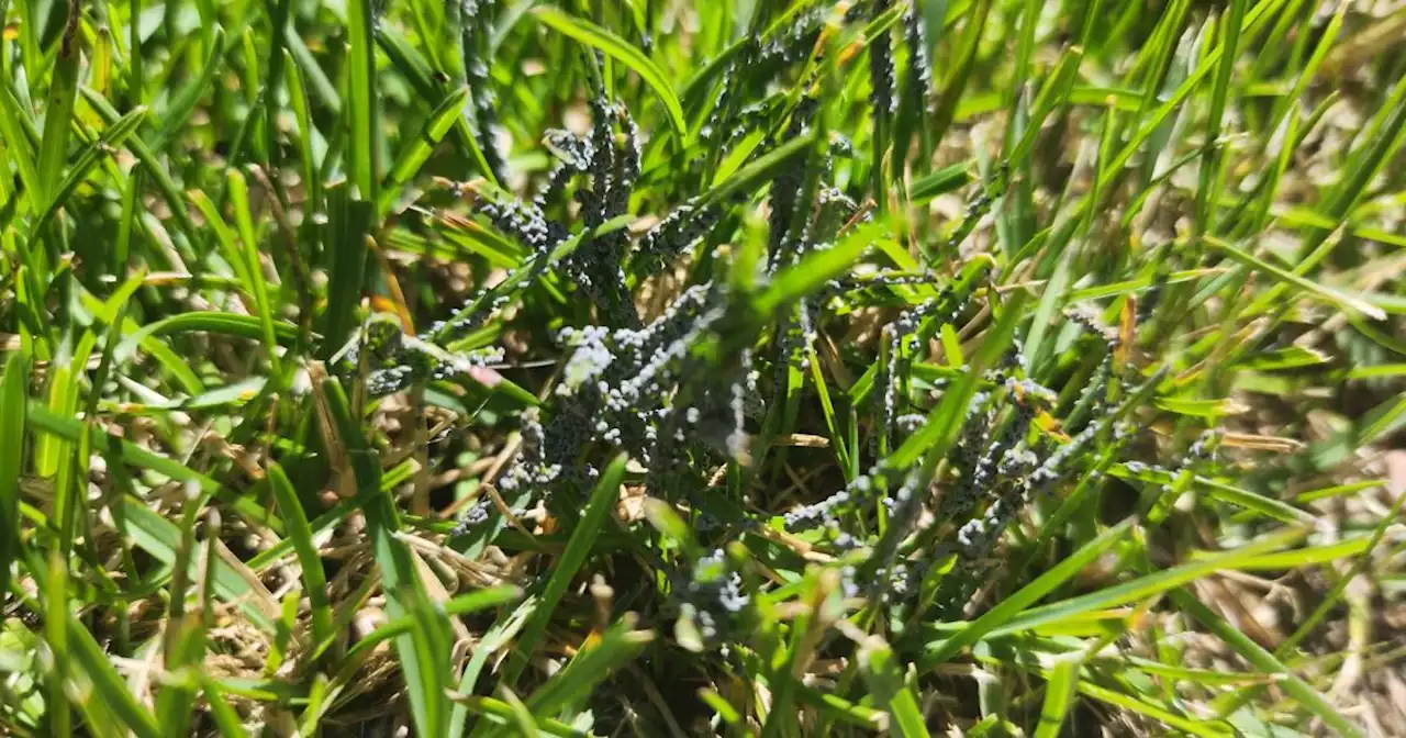 Slime mold could be popping up in some Colorado lawns after record rainfall