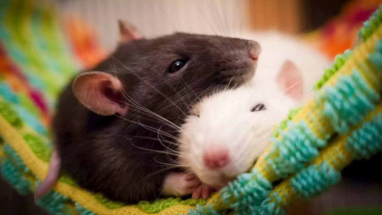 Studie zeigt Hinweise: Ratten können sich dank eines Botenstoffs gegenseitig beruhigen