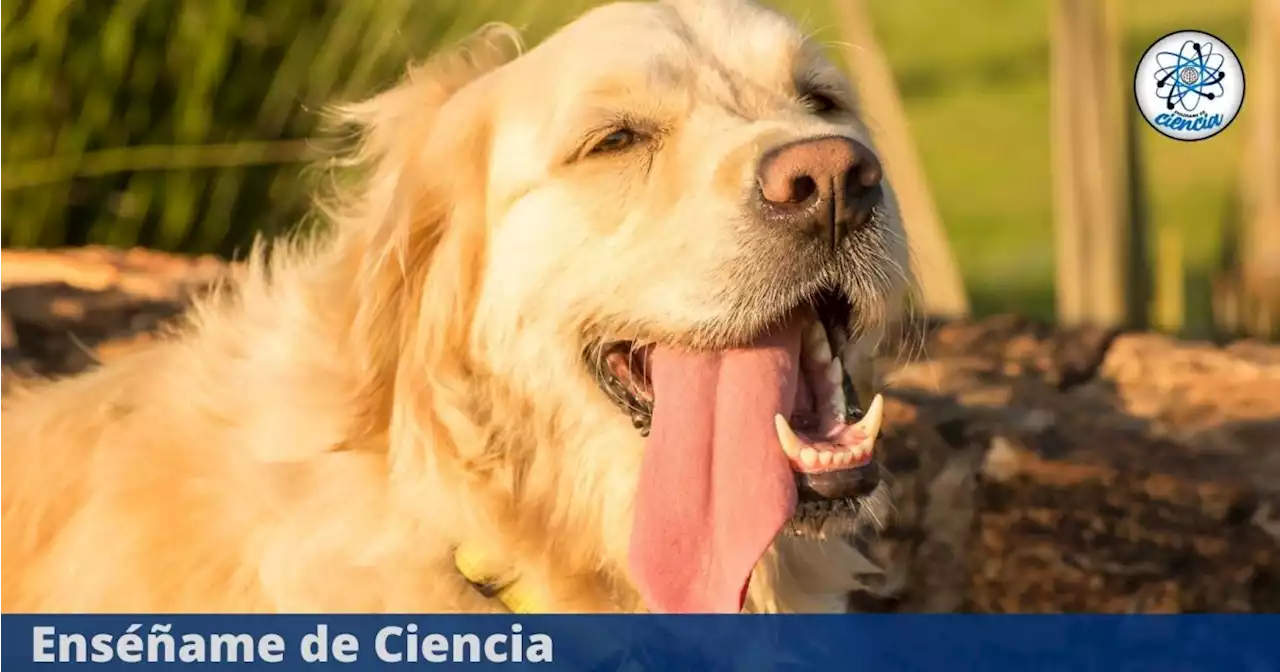 Así puedes hacer un bebedero para perros de la calle con materiales reciclables