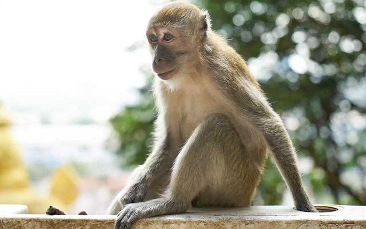 NGO asks for independent inquiry into alleged monkey killings