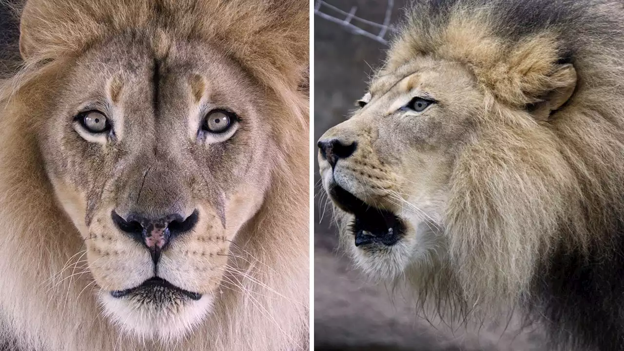 African lion dies after 14 years at California's Sacramento Zoo