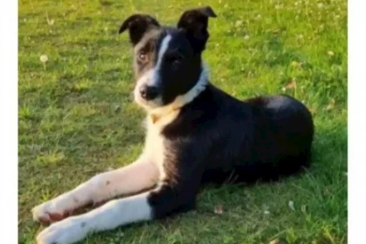 Mystery as dog with links to Highlands 'disappears without a trace' from Glasgow